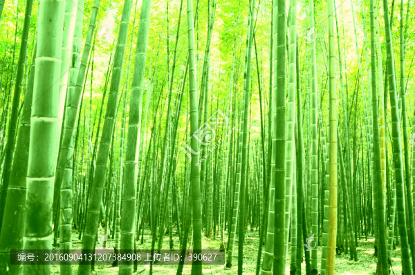 竹林