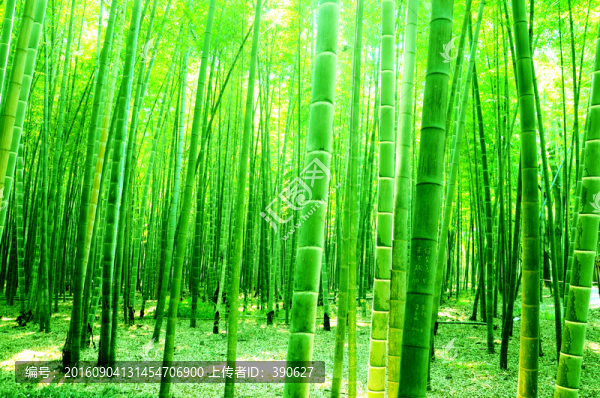 竹林