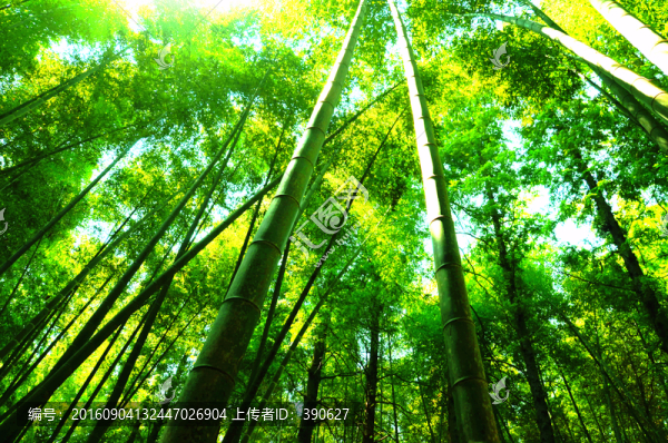 竹林
