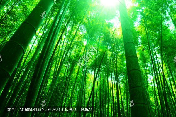 竹林竹海
