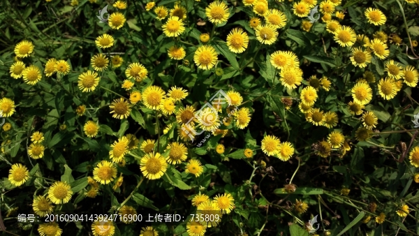 金盞菊