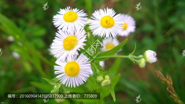 甘菊