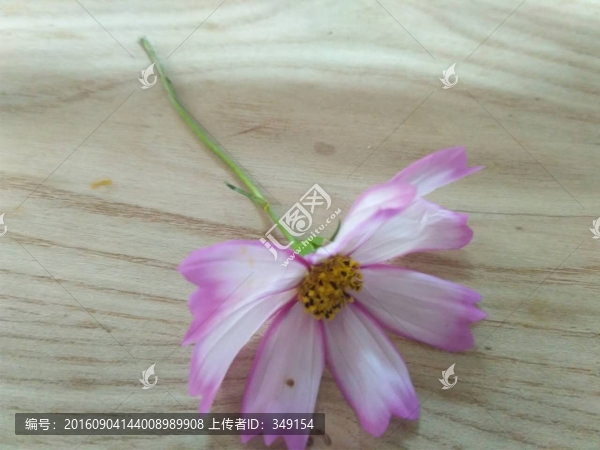 波斯菊
