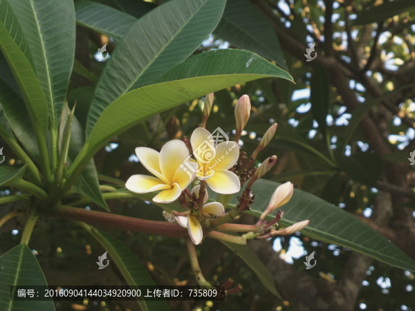 桂花