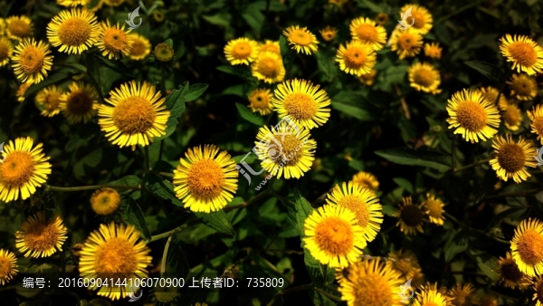 金盞菊