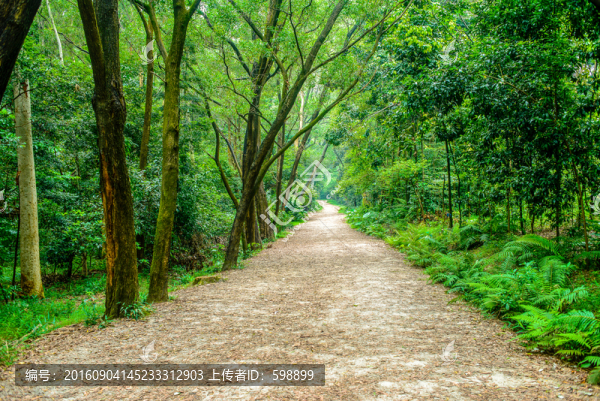 森林小路