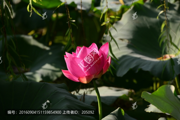 荷花