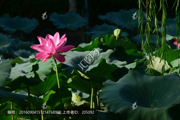 荷花