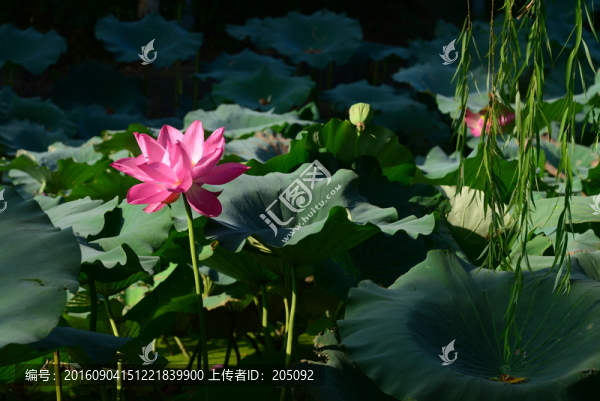 荷花
