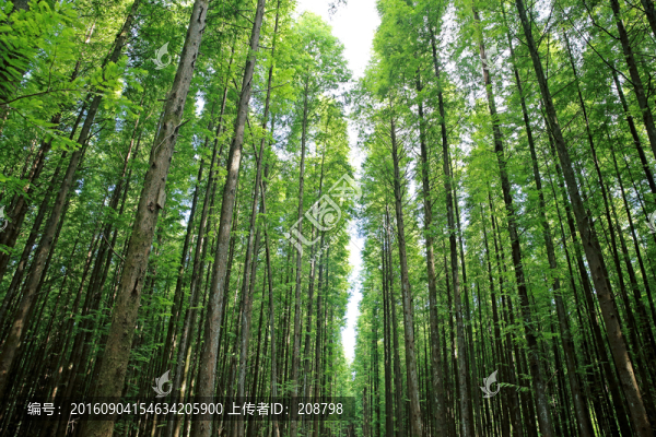 經(jīng)濟(jì)林