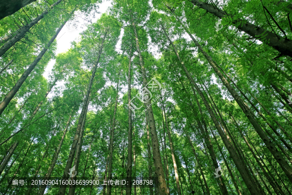 茂密的樹林