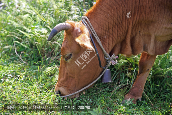 老黃牛