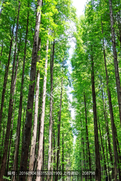 植樹造林
