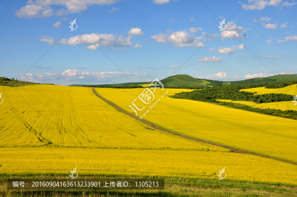 油菜花