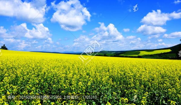 油菜花