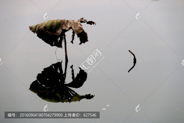 殘荷