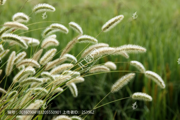 狗尾草