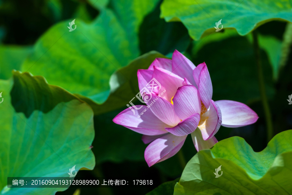 荷花,蓮花