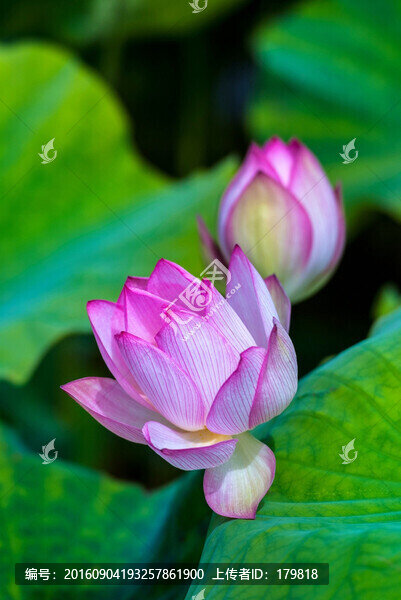 荷花,蓮花