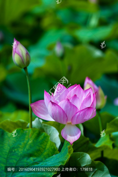 荷花,蓮花