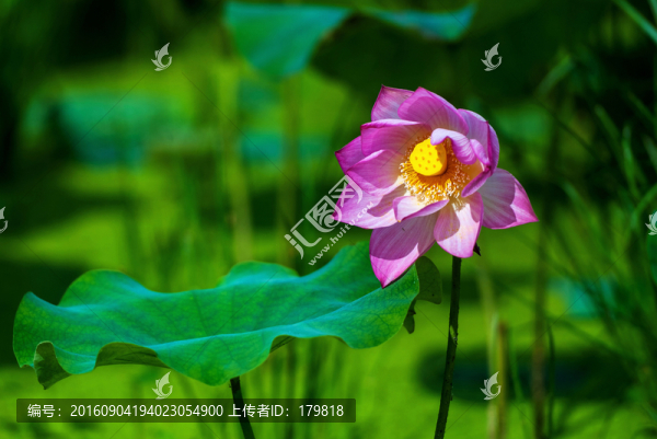 荷花,蓮花