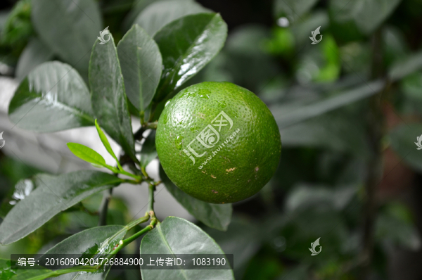 青檸