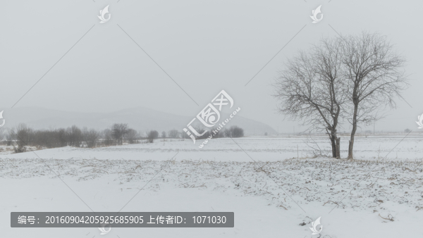 雪原孤樹