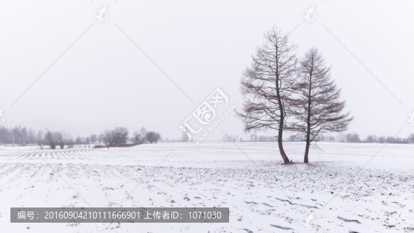 雪原孤樹
