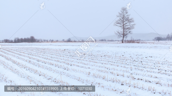 雪原孤樹