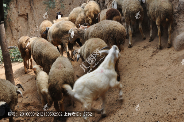 山羊群,綿羊