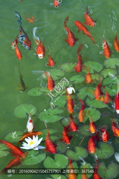 魚(yú)水合歡