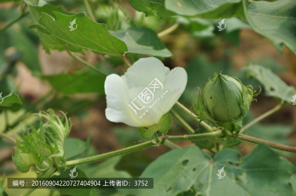 棉花地,棉花