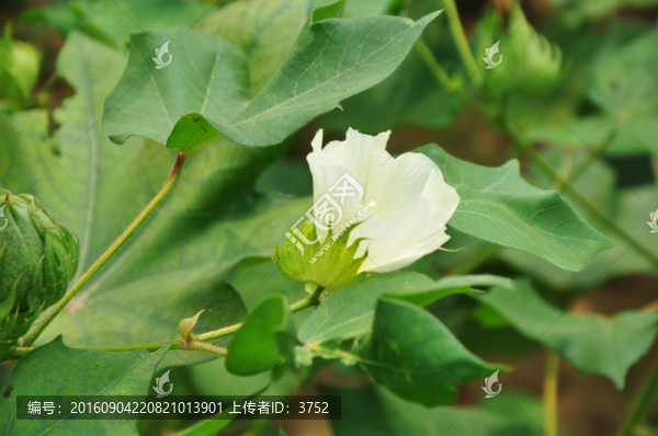 棉花地,,花朵