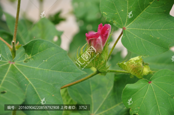 棉花地,,花朵