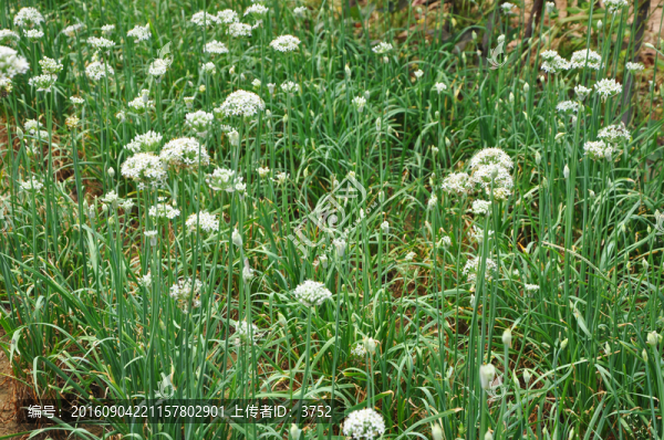 韭菜地,韭菜花