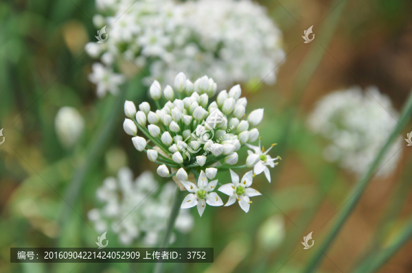 韭菜地,韭菜花