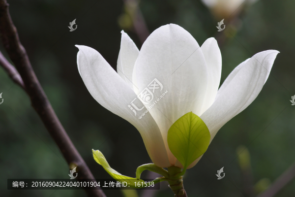 白色玉蘭花