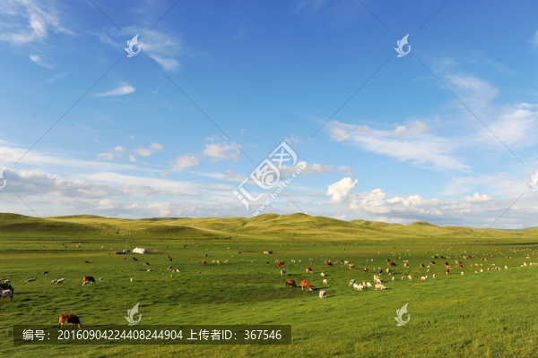 草原風(fēng)光