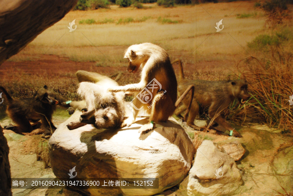 綠長(zhǎng)尾猴