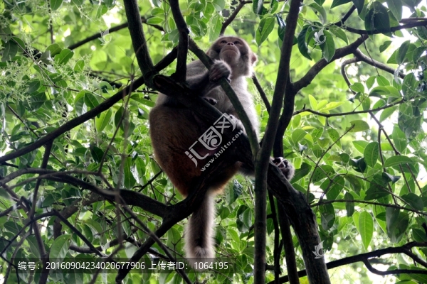 黔靈山的猴子
