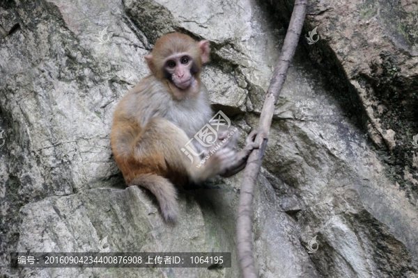 石壁上的猴子