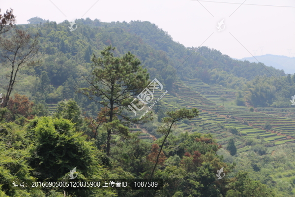 長龍茶園