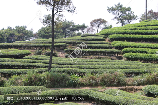 長龍茶園