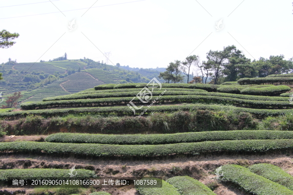 長龍茶園