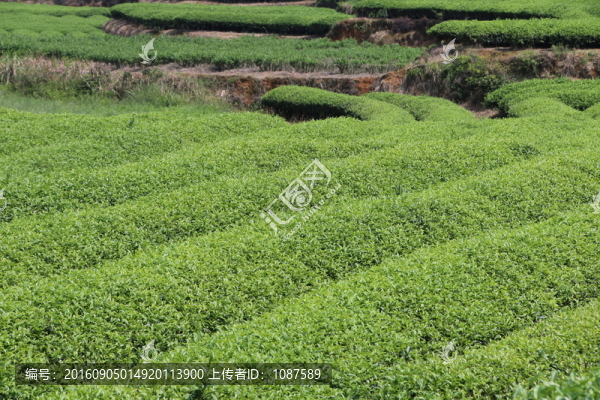 長龍茶園