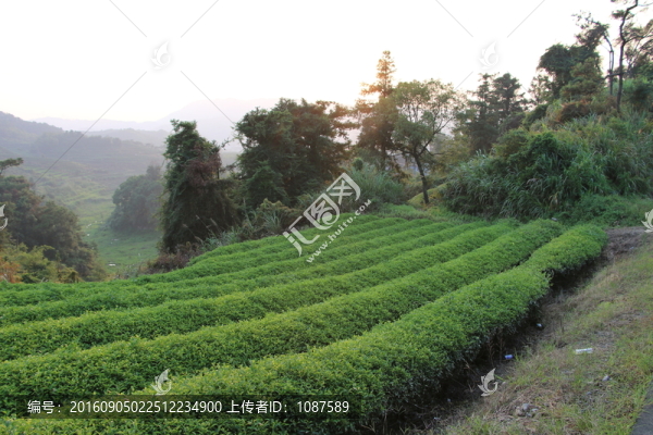 長龍茶園