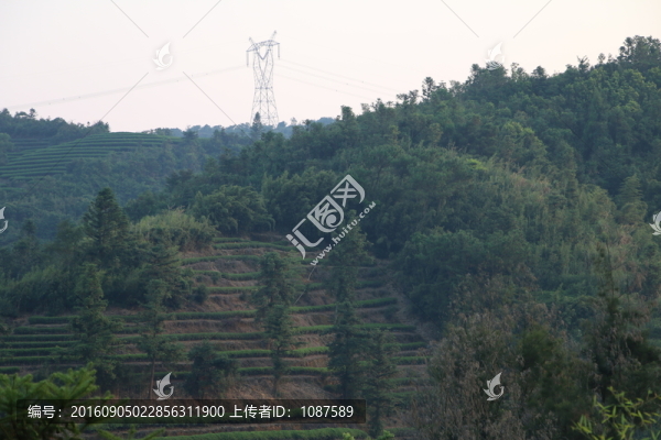 長(zhǎng)龍茶園