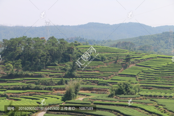 長龍茶園