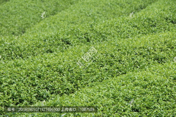 長(zhǎng)龍茶園