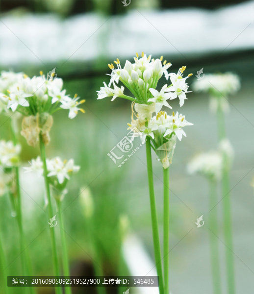 山韭花
